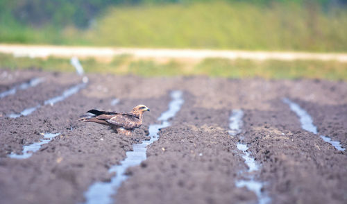 View of birds on road