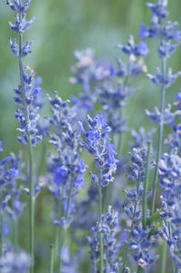 Close-up of purple flowering plants on field