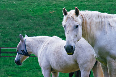 Horse standing in a field