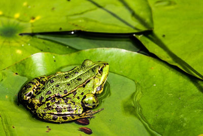 Close-up of frog on leaf