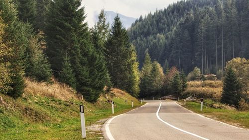 Scenic view of road amidst trees