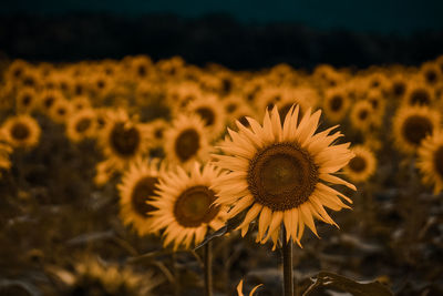 Close-up of sunflower