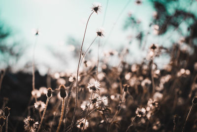 Close-up of wilted flowers on field