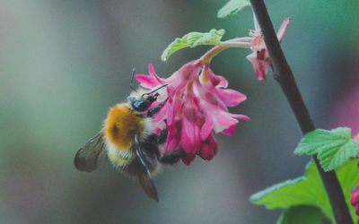 Close-up of bee on pink flower