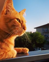 Close-up of a cat