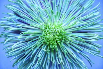 Close-up of blue flower blooming outdoors