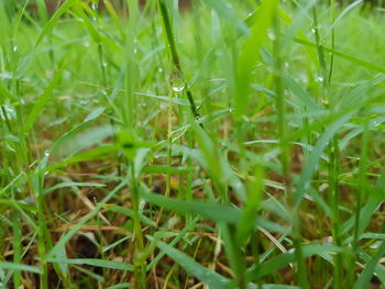 Full frame shot of grass