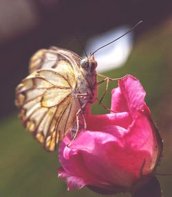 Close-up of butterfly pollinating on pink flower