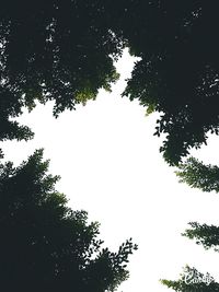 Low angle view of silhouette trees against clear sky