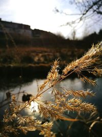 Close-up of frozen plants during winter