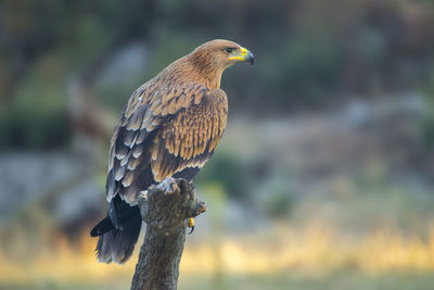 Close-up of bird