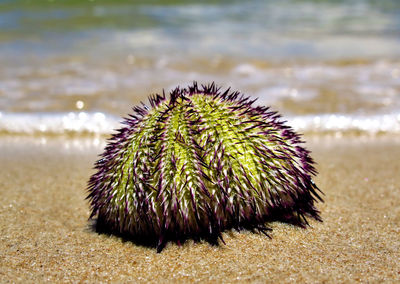 Close-up of dead plant on beach
