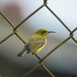 Hummingbird on fence. captured with nikon d3400.