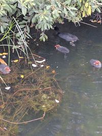 High angle view of leaves floating on water