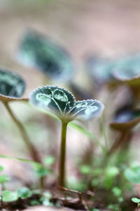 Close-up of flower buds