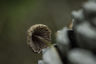 Close-up of butterfly