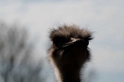 Close-up of bird against sky