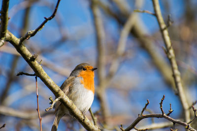 Close-up of bird perching on branch