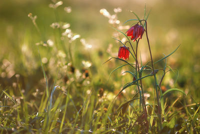 Close-up of red flowering plants on field