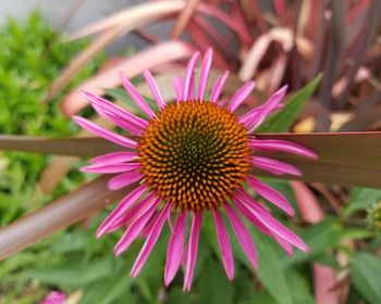 Close-up of pink flower