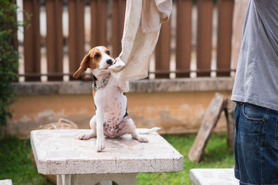 Midsection of man playing with dog while holding textile at yard