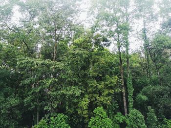 Low angle view of bamboo trees in forest