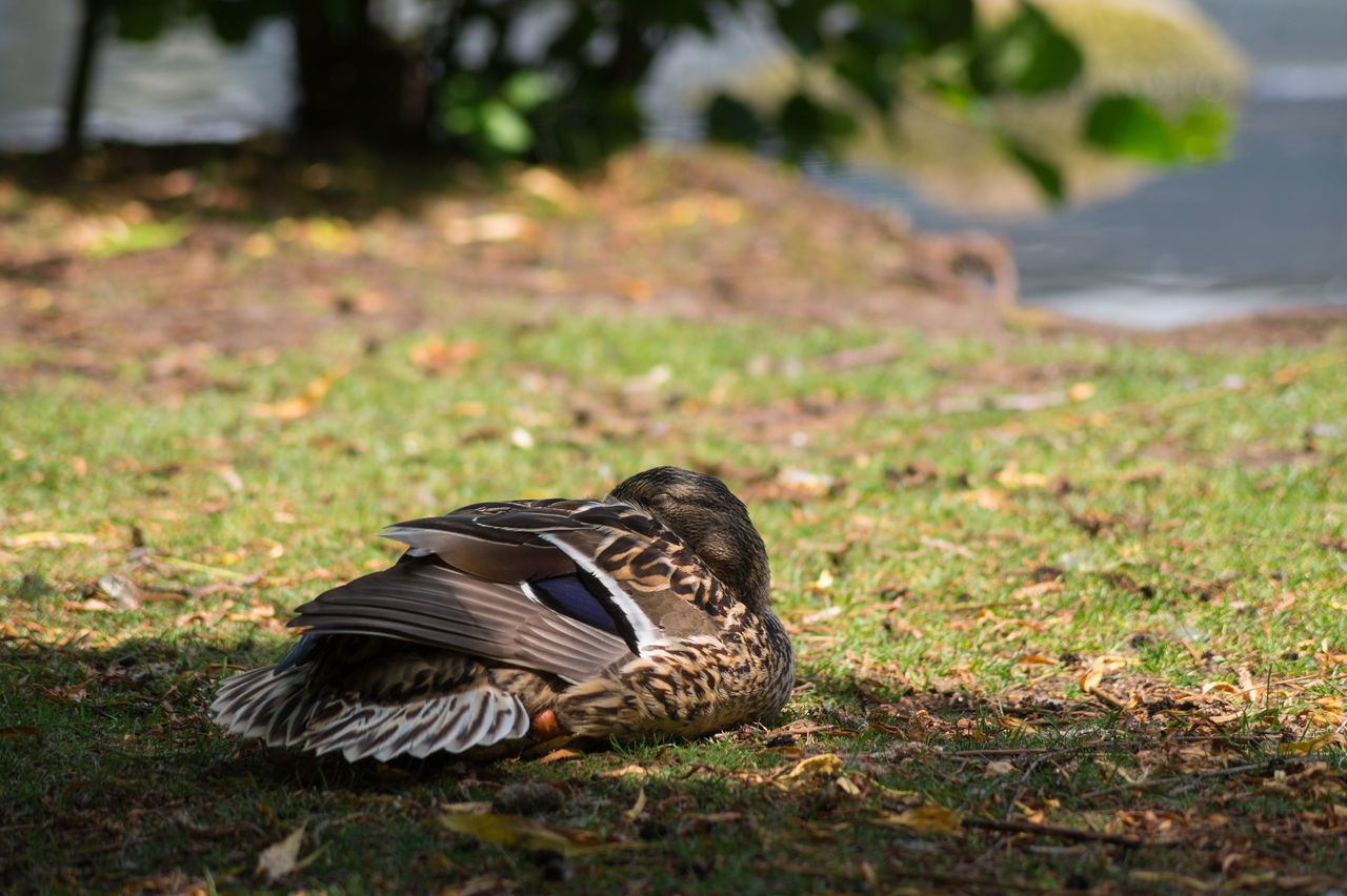 Sleeping animals