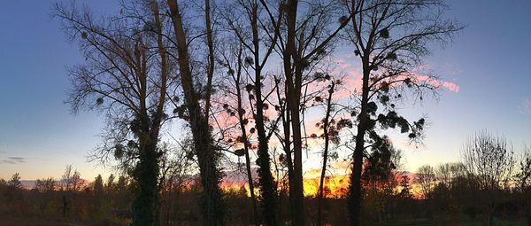 Low angle view of bare trees against sky