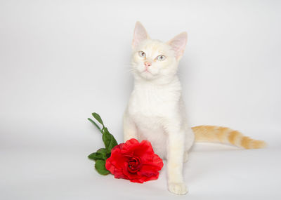 Portrait of white cat with blue eyes and red rose isolated on white background