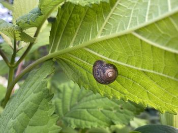 Close-up of snail on leaves