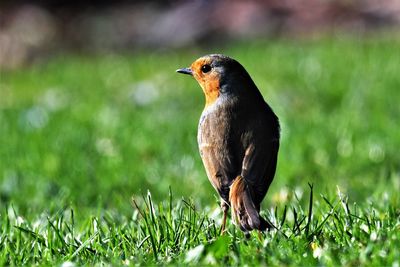 Close-up of bird perching on grass