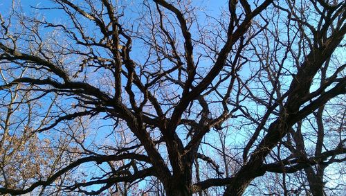 Low angle view of tree against sky