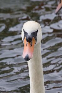 Close-up of white bird