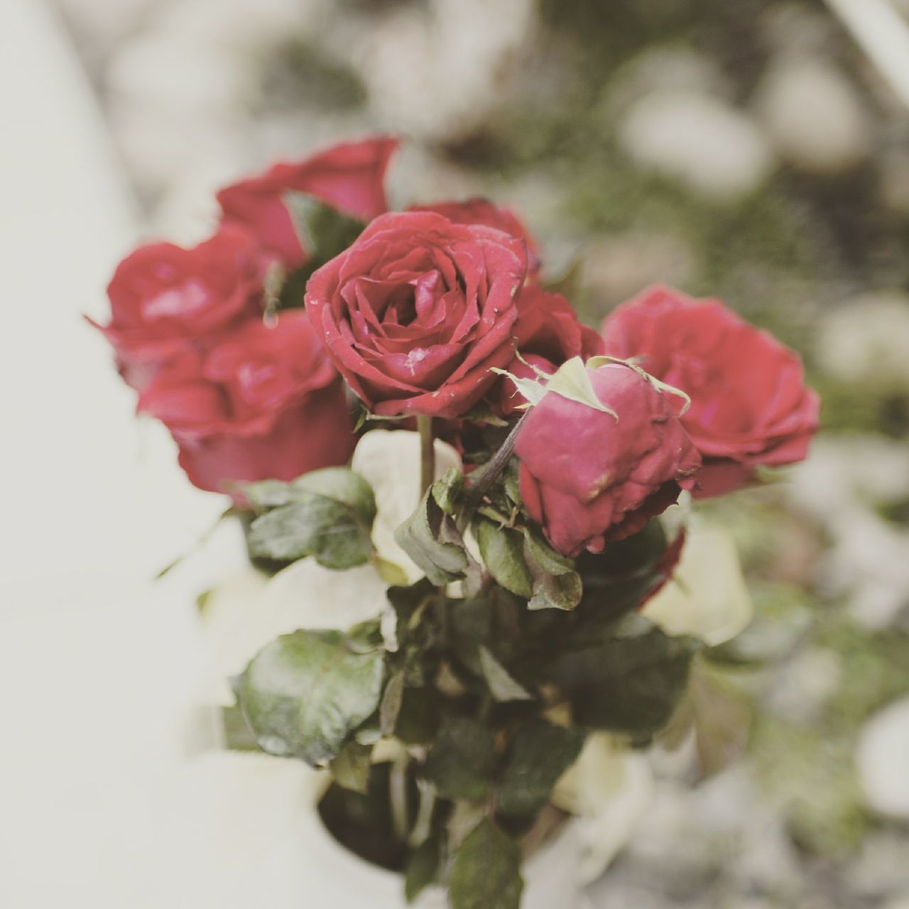 flower, freshness, petal, fragility, growth, flower head, close-up, beauty in nature, plant, rose - flower, focus on foreground, nature, red, leaf, blooming, pink color, selective focus, bunch of flowers, botany, in bloom