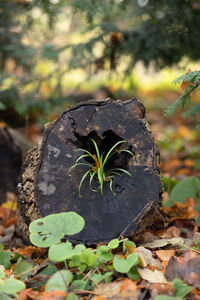 Close-up of dry leaves on field during autumn