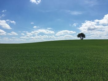 Scenic view of grassy field against sky