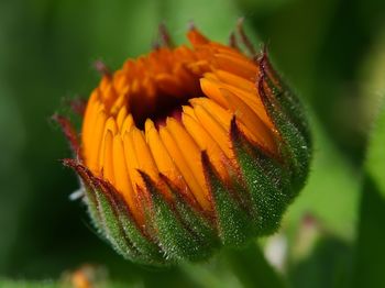 Close-up of orange flower