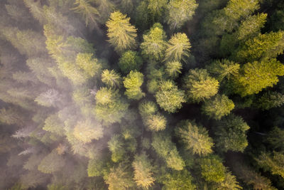 Forest from above with fog rolling in in montenegro, taken in june 2022