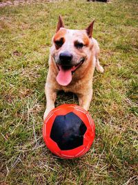 High angle view of dog on field