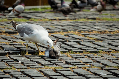 Close-up of seagull feeding on footpath