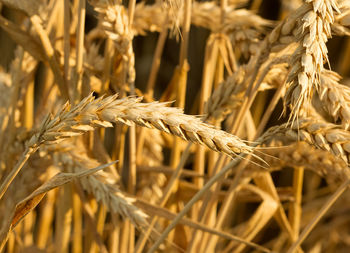 Detail shot of stalks