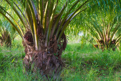 Palm trees on field