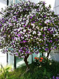 Close-up of purple flowers