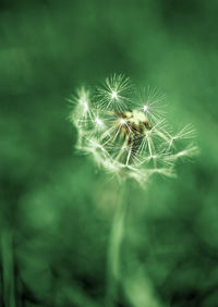 Close-up of dandelion