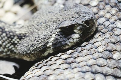 Close-up of lizard