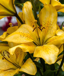 Close-up of yellow flower