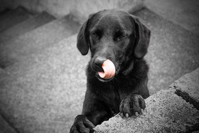 High angle portrait of a dog