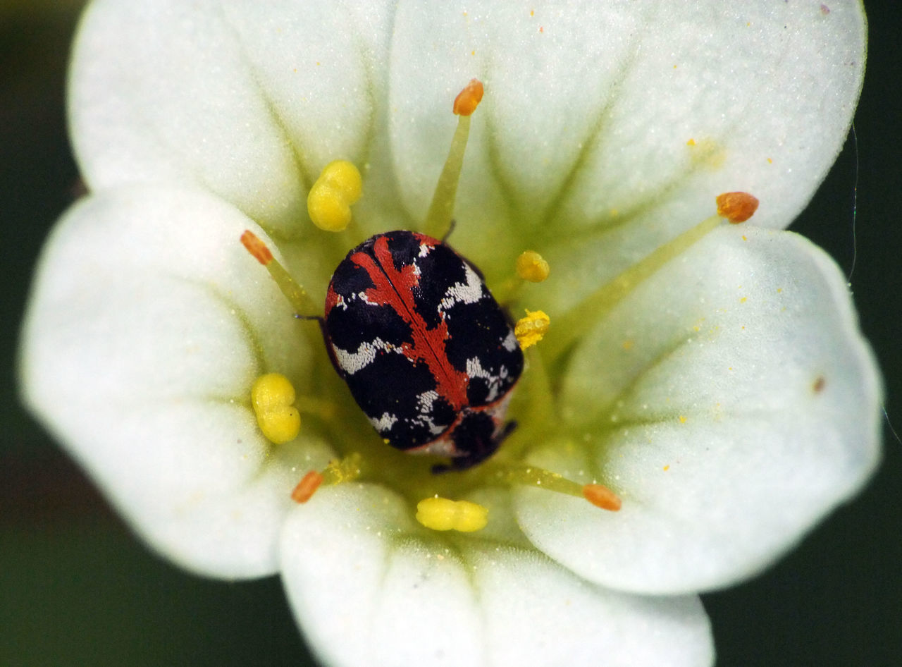 Buffalo carpet beetle