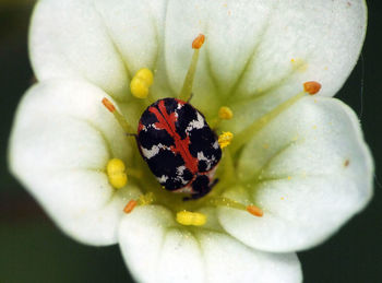 Close-up of insect on flower