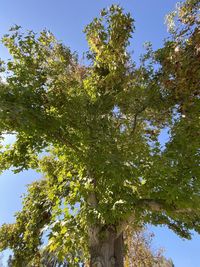 Low angle view of trees against clear sky